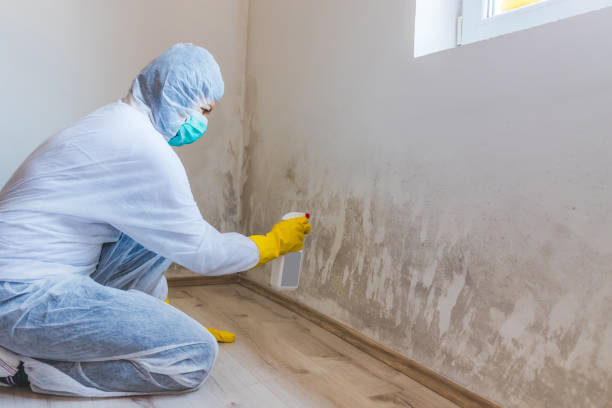 Mold Remediation specialist working in Onley